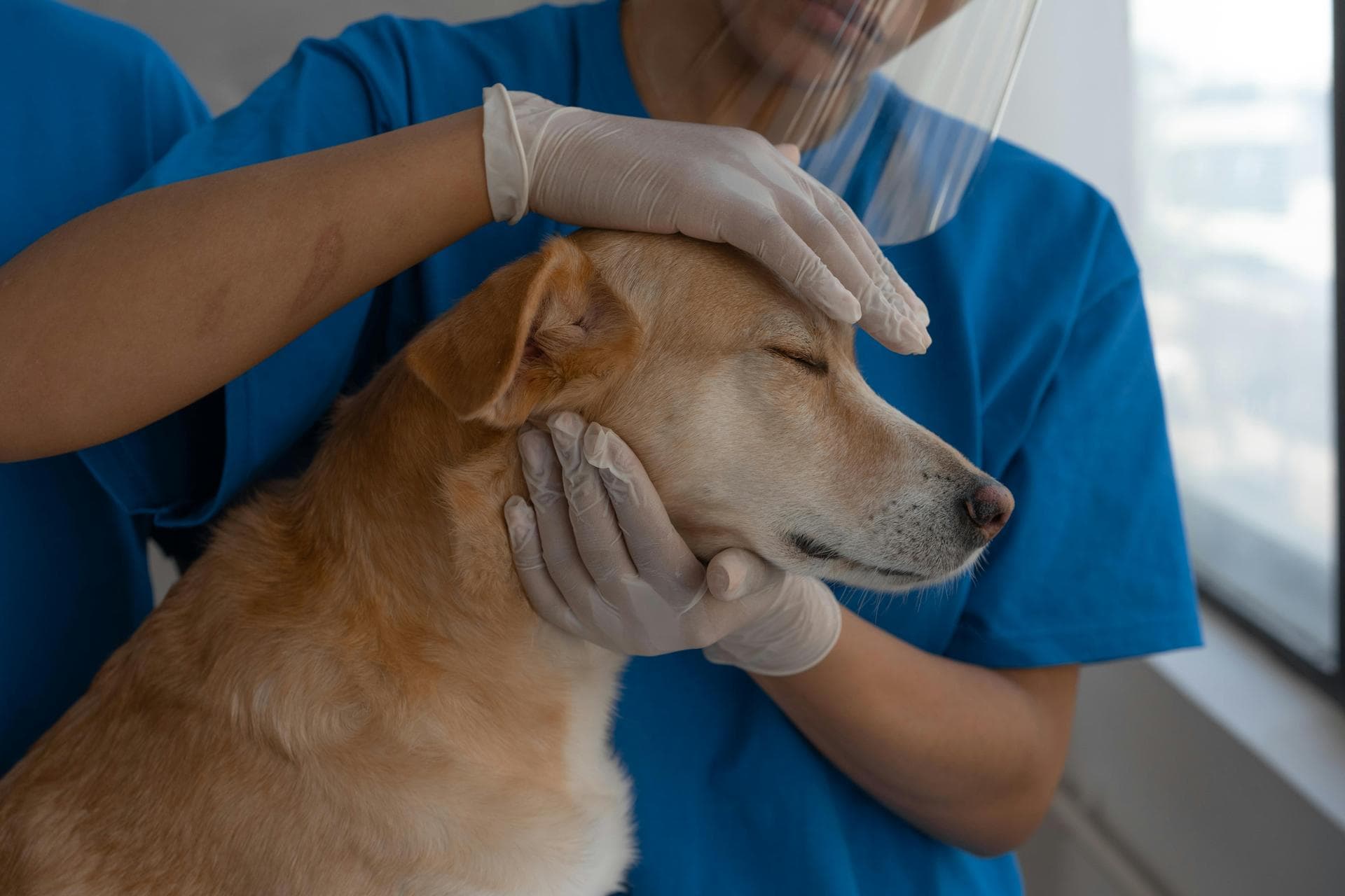 Best Vets in Winchester
